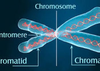 Những khám phá mới và thú vị về nhiễm sắc thể con người - 9