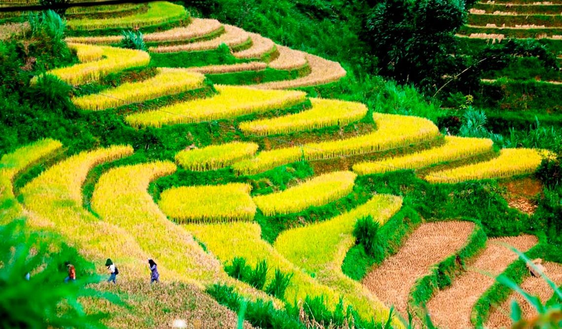 Mùa lúa vàng trên Mù Cang Chải - 6