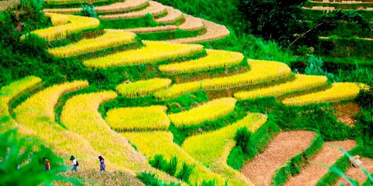 Mùa lúa vàng trên Mù Cang Chải - 6