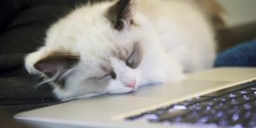 Sách Nghệ thuật nhàn rỗi của nhà văn Tom Hodgkinson - 3