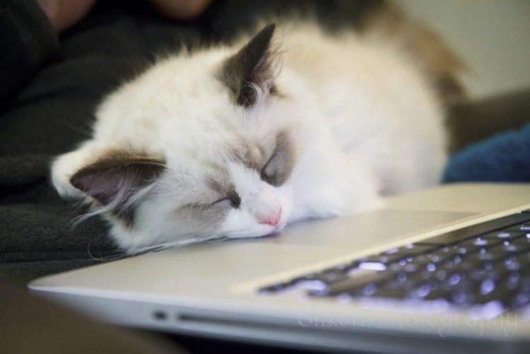 Sách Nghệ thuật nhàn rỗi của nhà văn Tom Hodgkinson - 3