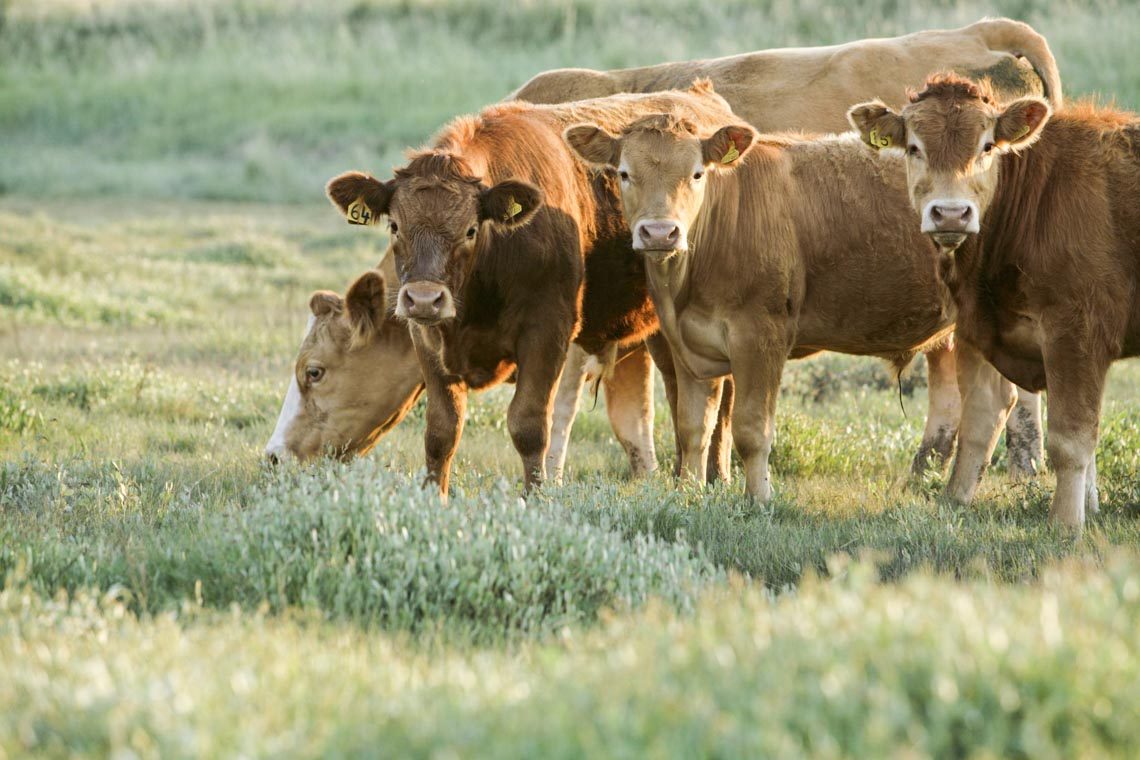 Tản mạn: Tìm về với cỏ - 2