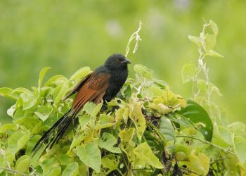 Tản mạn: Tiếng kêu chim bìm bịp - 2