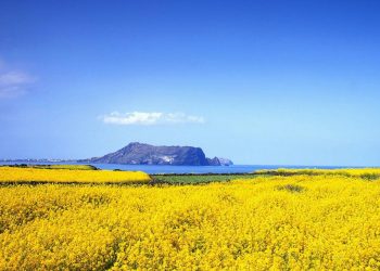 Đảo tuần trăng mật Jeju-5