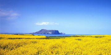 Đảo tuần trăng mật Jeju-5