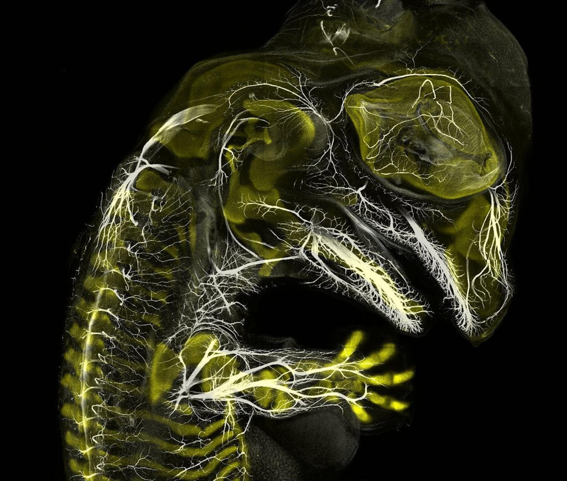 Ngỡ ngàng vẻ đẹp của phôi thai rùa, cá sấu dưới kính hiển vi-3