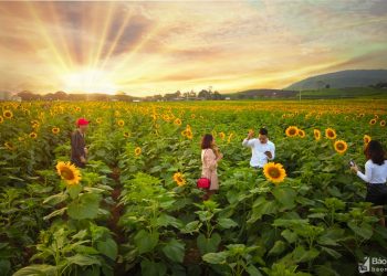 Đồng hoa hướng dương ở Nghệ An chuẩn bị khoe sắc - 02