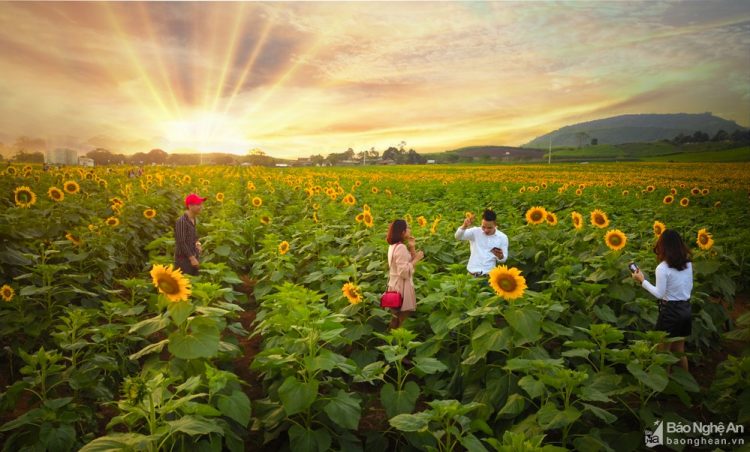 Đồng hoa hướng dương ở Nghệ An chuẩn bị khoe sắc - 02