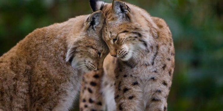 Động vật hôn nhau bày tỏ yêu thương ngọt ngào hơn cả người -1