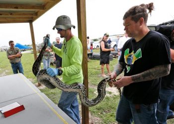 Khi động vật sinh sản quá nhiều ở nơi không mong muốn-10