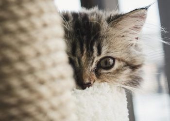 Khi động vật trở thành quân tiên phong trên chiến trường - 5