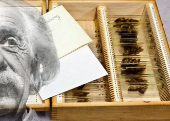 Những bộ phận cơ thể con người được trưng bày trong các bảo tàng -2