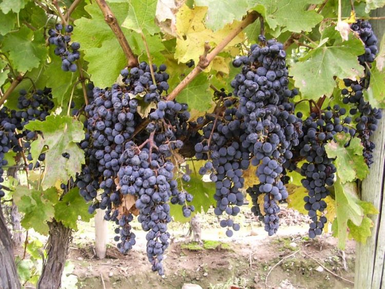 Phong cách Bordeaux - 2