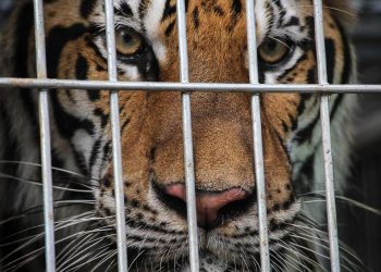 Thực trạng buôn bán hổ bất hợp pháp ở Đông Nam Á - 1