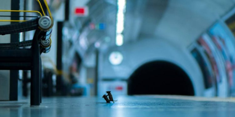 Ứng viên bức ảnh động vật của năm 2019 - 1