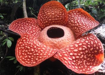 Bông hoa lớn nhất thế giới nở rộ tại Indonesia