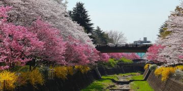 Đặc sắc những cung đường tour trải nghiệm mùa hoa anh đào - 1