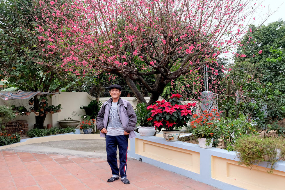 Ngắm cây đào 'siêu to khổng lồ' ở Bắc Giang nở đầy hoa đỏ rực - 1