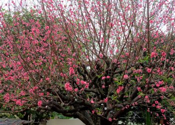 Ngắm cây đào 'siêu to khổng lồ' ở Bắc Giang nở đầy hoa đỏ rực 11