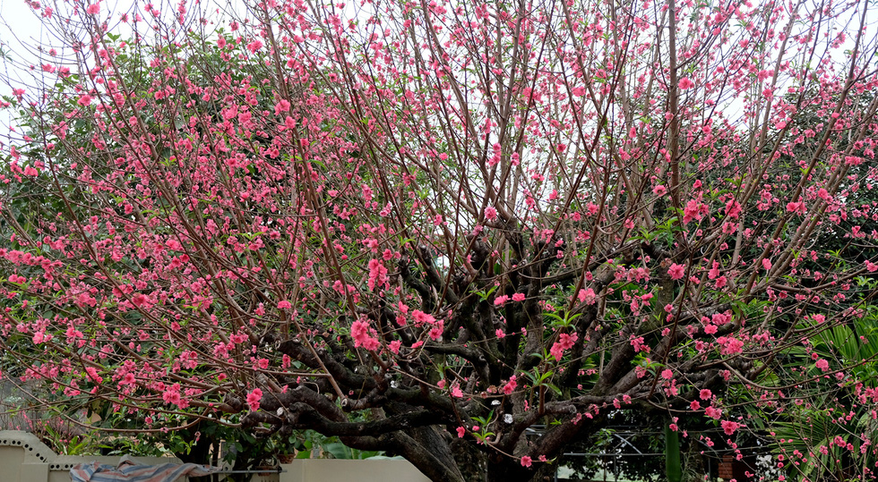 Ngắm cây đào 'siêu to khổng lồ' ở Bắc Giang nở đầy hoa đỏ rực 11