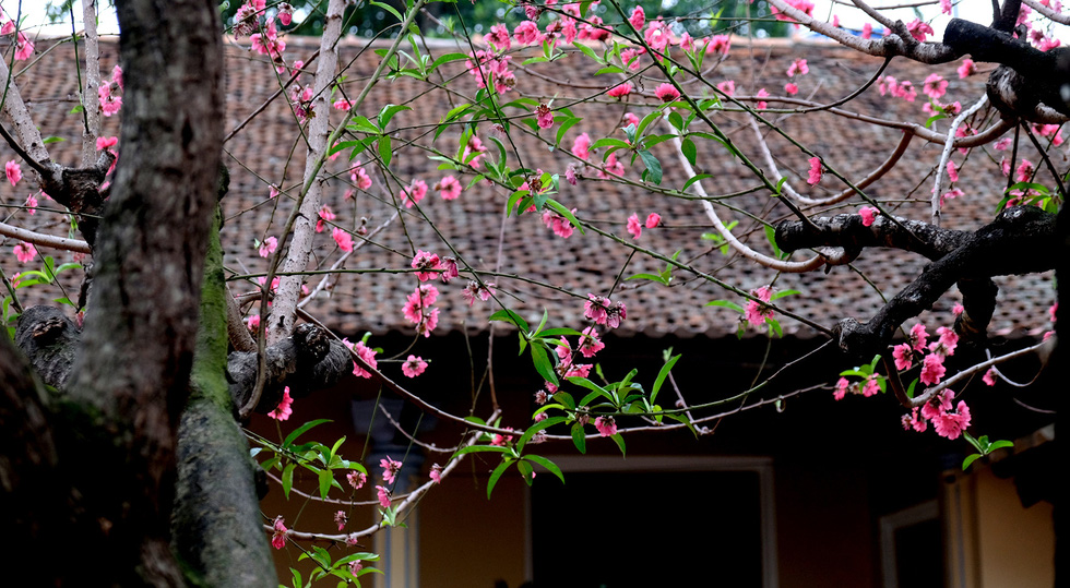 Ngắm cây đào 'siêu to khổng lồ' ở Bắc Giang nở đầy hoa đỏ rực - 4