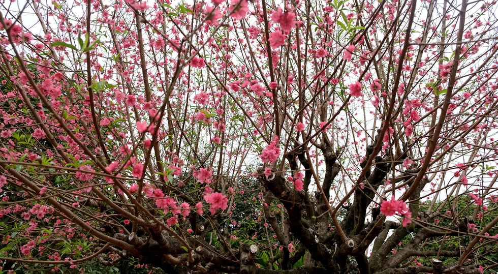 Ngắm cây đào 'siêu to khổng lồ' ở Bắc Giang nở đầy hoa đỏ rực - 6