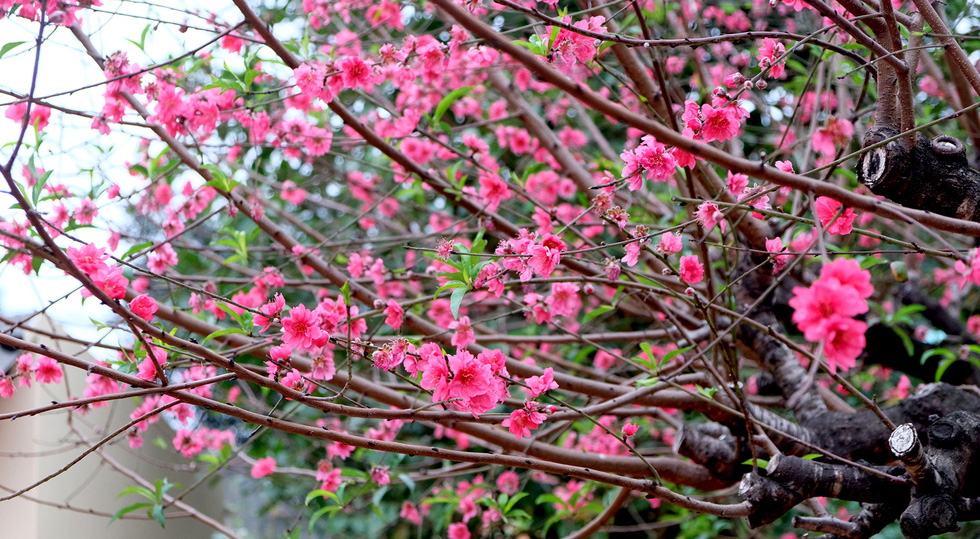 Ngắm cây đào 'siêu to khổng lồ' ở Bắc Giang nở đầy hoa đỏ rực - 9