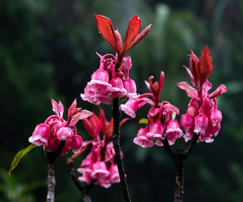 Những địa điểm ngắm hoa mùa Xuân lý tưởng nhất tại Việt Nam - 6