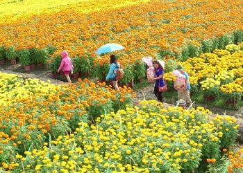 Những địa điểm ngắm hoa mùa Xuân lý tưởng nhất tại Việt Nam