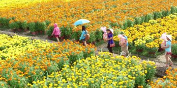 Những địa điểm ngắm hoa mùa Xuân lý tưởng nhất tại Việt Nam