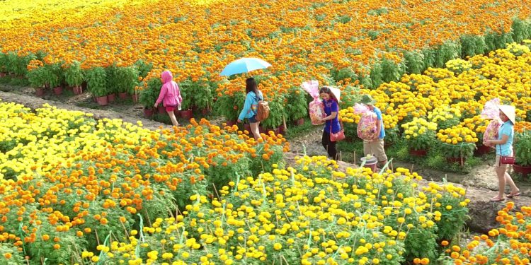 Những địa điểm ngắm hoa mùa Xuân lý tưởng nhất tại Việt Nam