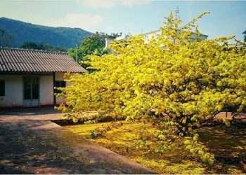 Cận ảnh về cây mai 'khủng' nhất Việt Nam ở Đồng Nai - 13