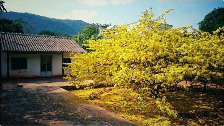 Cận ảnh về cây mai 'khủng' nhất Việt Nam ở Đồng Nai - 13