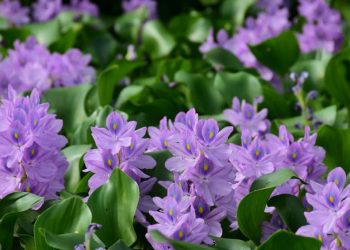 Trò chuyện với lục bình - 4