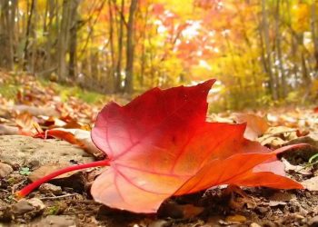 Thu rừng - một cấu trúc không gian lạ trong thơ Huy Cận -3