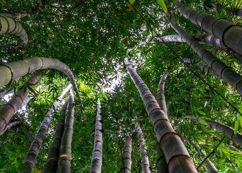 Bông tre trên đất Kiến Tường