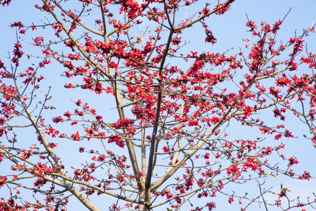 Hoa gạo nở sớm trên miền Tây Bắc -4