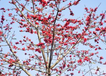 Hoa gạo nở sớm trên miền Tây Bắc -4