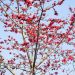 Hoa gạo nở sớm trên miền Tây Bắc -4
