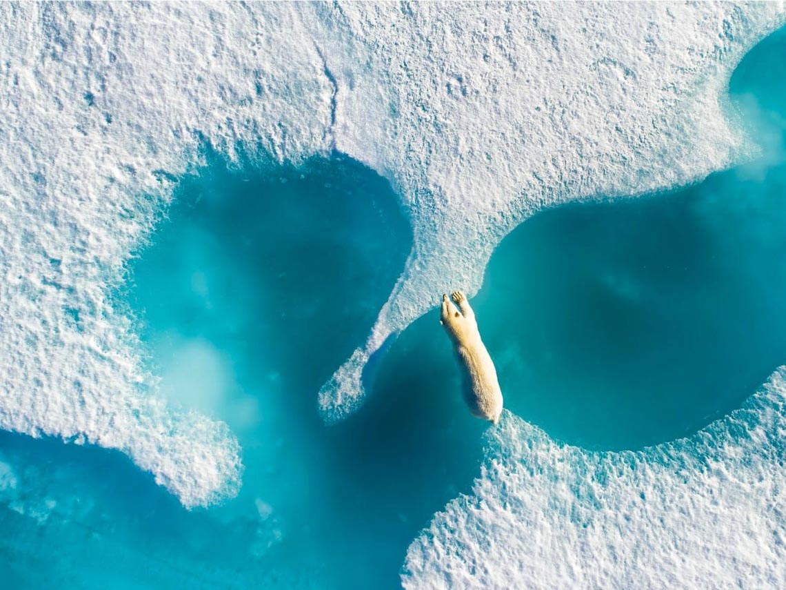 Những tác phẩm nhiếp ảnh xuất sắc về gấu Bắc cực -22