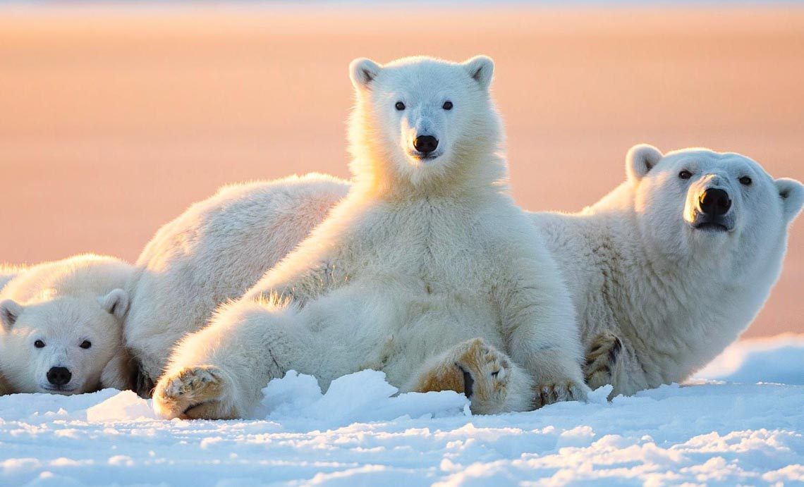 Tác phẩm nhiếp ảnh gấu Bắc Cực: Những tác phẩm nhiếp ảnh tự nhiên về gấu Bắc Cực sẽ khiến bạn phải trầm trồ về sự độc đáo và vẻ đẹp của chúng. Một số tác phẩm còn mang đến cảm xúc và suy nghĩ về tình trạng môi trường hiện nay.