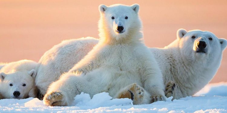 Những tác phẩm nhiếp ảnh xuất sắc về gấu Bắc cực -25