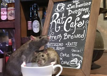 Quán cà phê chuột dành cho người thích loài gặm nhấm