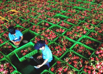 Việt Nam xuất khẩu 5 tấn thanh long ruột đỏ sang Australia