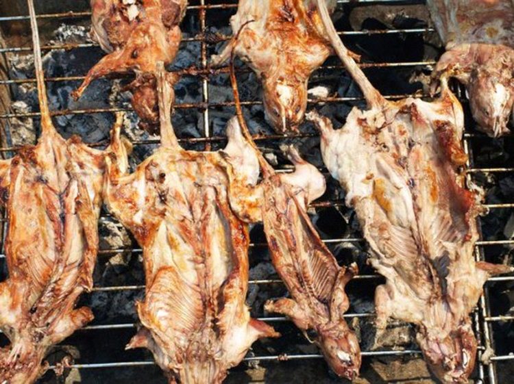 Thịt chuột và mầm bệnh -2