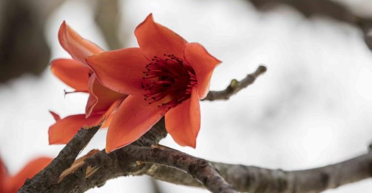 Tháng ba hoa gạo nở - 1