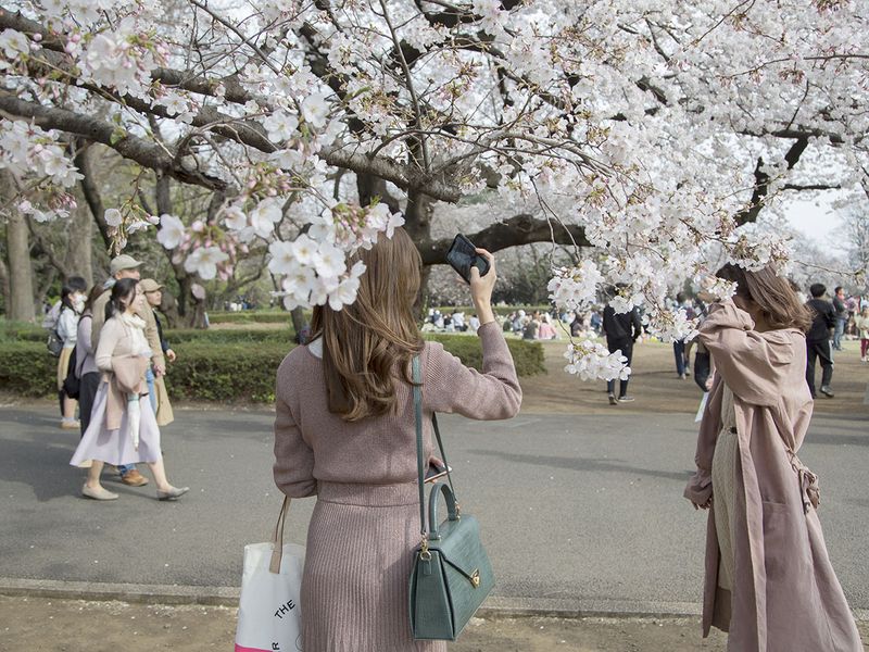 Nhật ra ngoài ngắm hoa anh đào bất chấp cảnh báo về coronavirus - 09