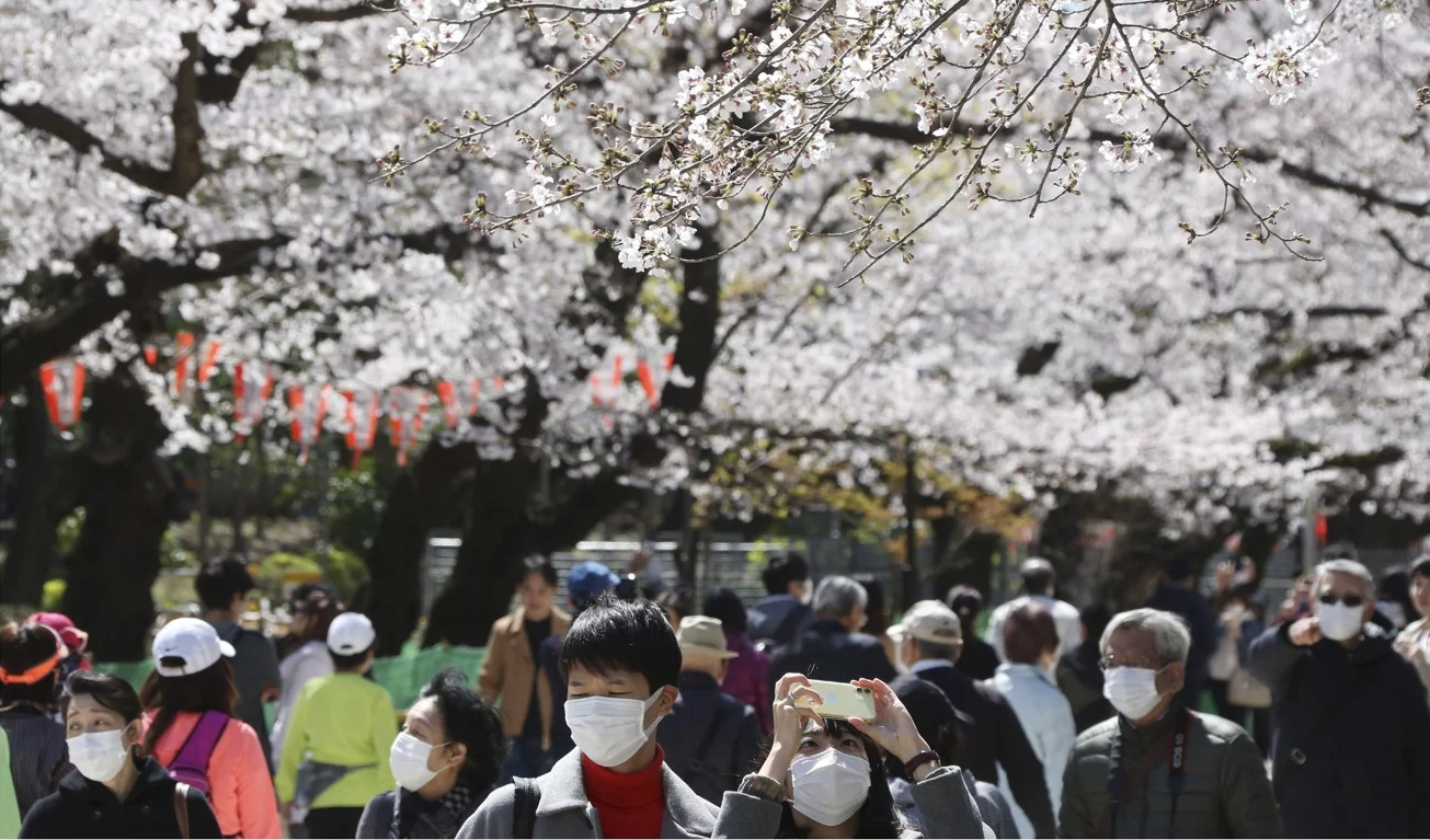 Nhật ra ngoài ngắm hoa anh đào bất chấp cảnh báo về coronavirus - 03