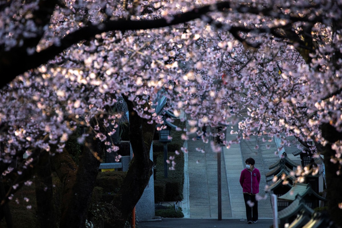 Nhật ra ngoài ngắm hoa anh đào bất chấp cảnh báo về coronavirus - 05