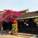 Hoa giấy nở rực rỡ Hội An trong 'những ngày corona' -1